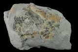 Fossil Fern (Neuropteris & Macroneuropteris) Plate - Kentucky #138523-1